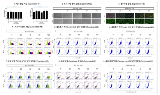 HepG2 세포에서 BPA 노출에 따른 세포독성 평가