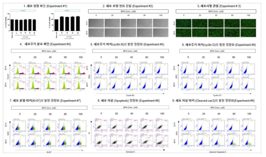 MRC5 세포에서 BPA 노출에 따른 세포독성 평가