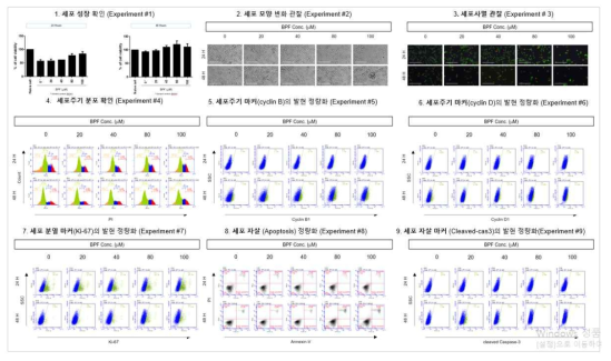 H1299 세포에서 BPF 노출에 따른 세포독성 평가