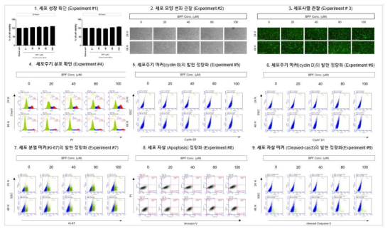 MRC5 세포에서 BPF 노출에 따른 세포독성 평가