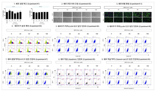 H1299 세포에서 BPS 노출에 따른 세포독성 평가