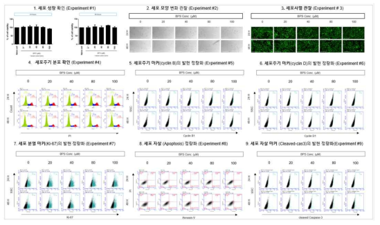 MRC5 세포에서 BPS 노출에 따른 세포독성 평가
