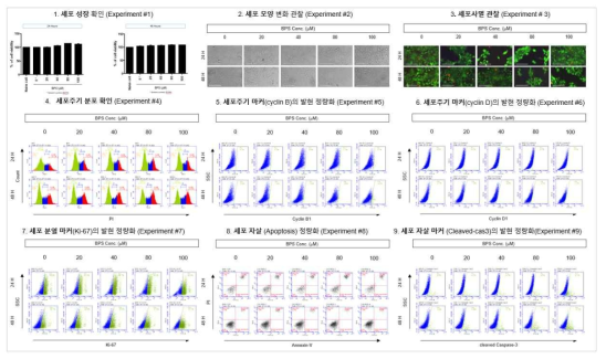 BeWo 세포에서 BPS 노출에 따른 세포독성 평가