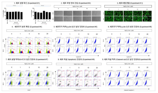 HepG2 세포에서 HgCl2 노출에 따른 세포독성 평가