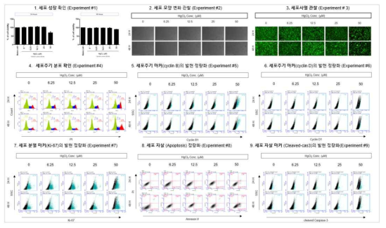 MRC5 에서 HgCl2 노출에 따른 세포독성 평가