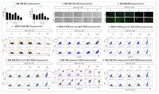 BeWo에서 HgCl2 노출에 따른 세포독성 평가