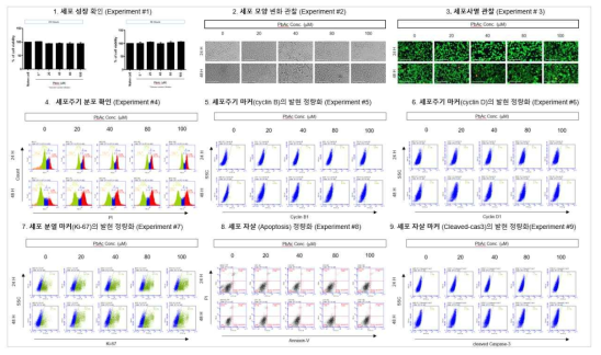 HepG2에서 PbAc 노출에 따른 세포독성 평가