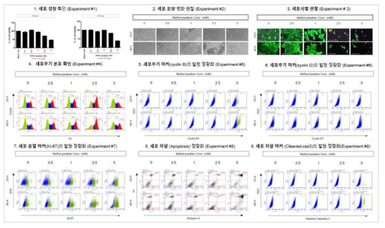 HepG2에서 Methylparaben 노출에 따른 세포독성 평가