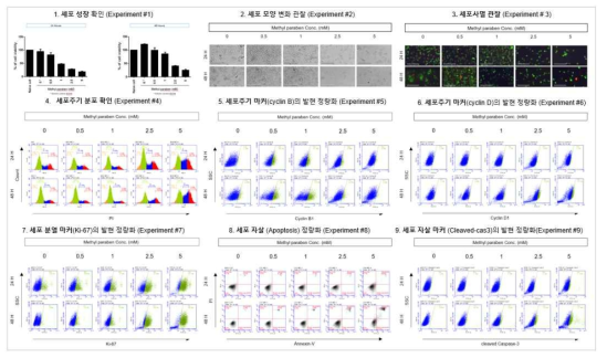 H1299에서 Methylparaben 노출에 따른 세포독성 평가