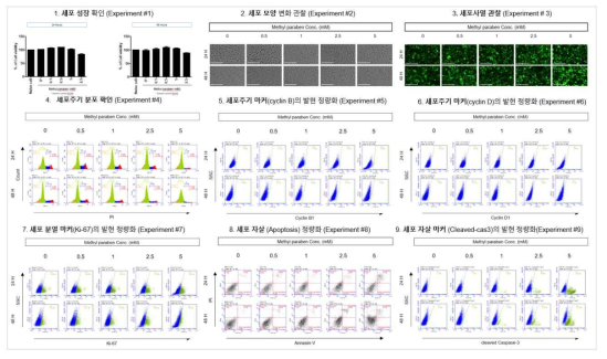 MRC5에서 Methylparaben 노출에 따른 세포독성 평가