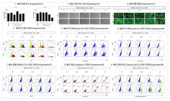 BeWo에서 Methylparaben 노출에 따른 세포독성 평가