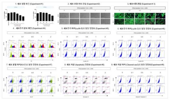 HepG2에서 Ethylparaben 노출에 따른 세포독성 평가