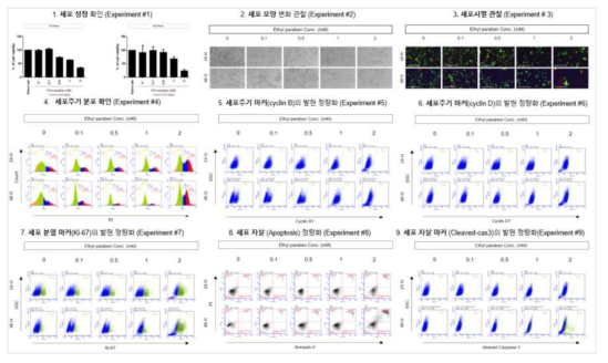 H1299에서 Ethylparaben 노출에 따른 세포독성 평가