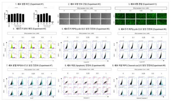 MRC5에서 Ethylparaben 노출에 따른 세포독성 평가