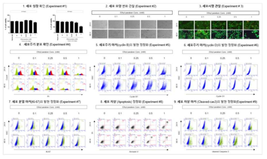 BeWo에서 Ethylparaben 노출에 따른 세포독성 평가