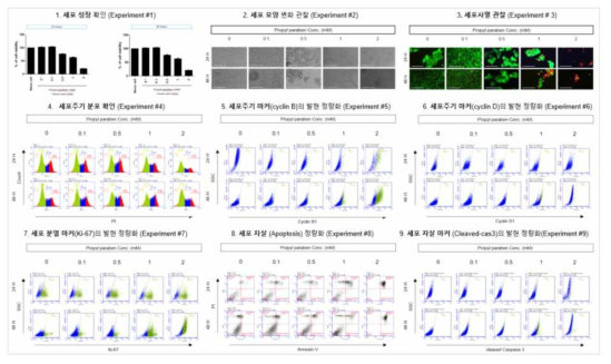 HepG2에서 Propylparaben 노출에 따른 세포독성 평가