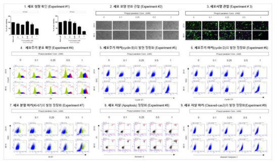 H1299에서 Propylparaben 노출에 따른 세포독성 평가