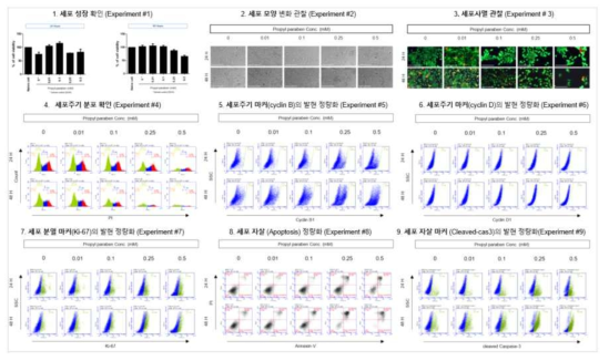 BeWo에서 Propylparaben 노출에 따른 세포독성 평가