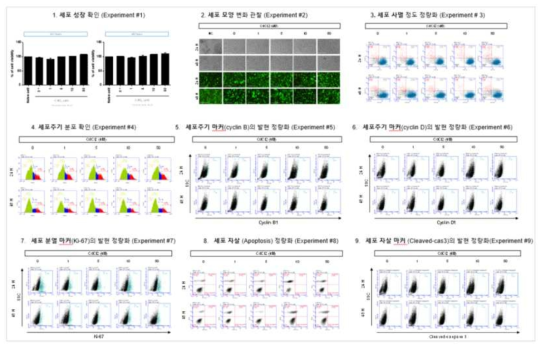 H1299 세포에서 카드뮴 노출에 따른 세포독성 평가
