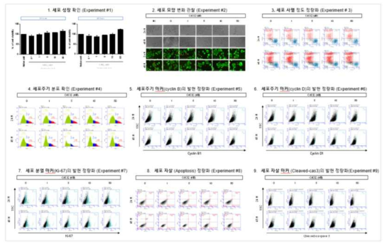 MCF-7 세포에서 카드뮴 노출에 따른 세포독성 평가