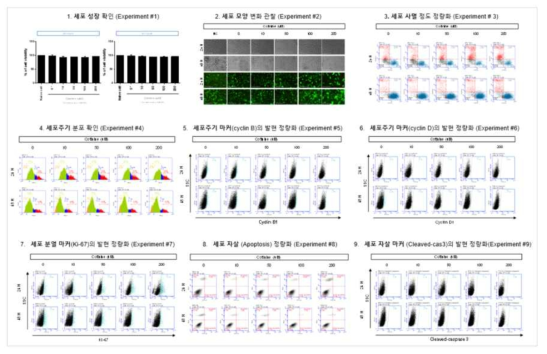 H1299 세포에서 코티닌 노출에 따른 세포독성 평가