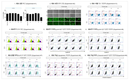 HepG2 세포에서 트리클로산 노출에 따른 세포독성 평가