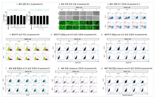 HepG2 세포에서 MEHHP 노출에 따른 세포독성 평가