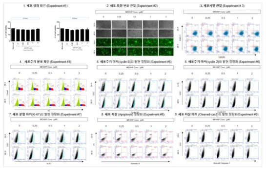 H1299 세포에서 MEHHP 노출에 따른 세포독성 평가