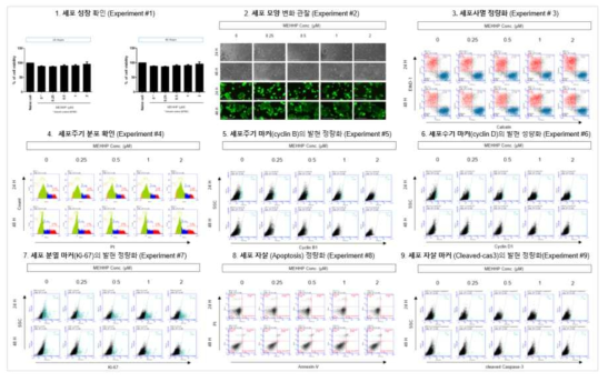 MCF-7 세포에서 MEHHP 노출에 따른 세포독성 평가