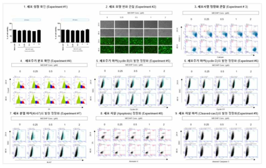 H1299 세포에서 MEOHP 노출에 따른 세포독성 평가