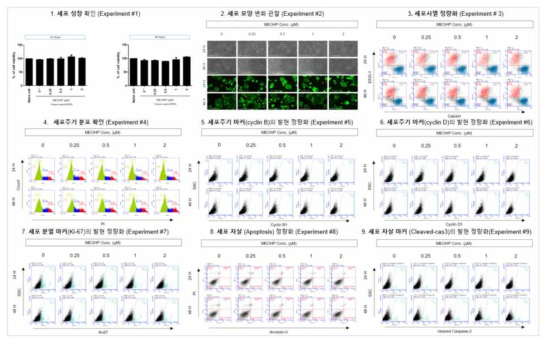 MCF-7 세포에서 MEOHP 노출에 따른 세포독성 평가