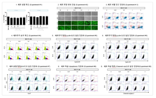 HepG2 세포에서 MECPP 노출에 따른 세포독성 평가