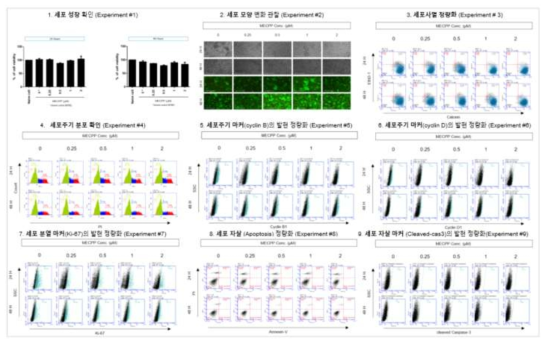H1299 세포에서 MECPP 노출에 따른 세포독성 평가