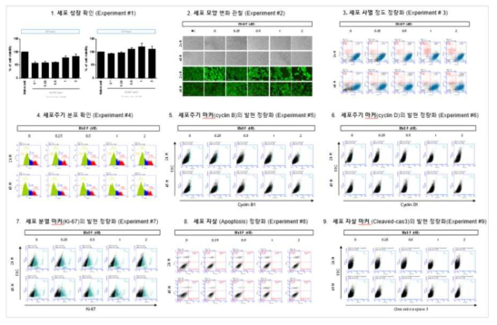 HepG2 세포에서 MnBP 노출에 따른 세포독성 평가