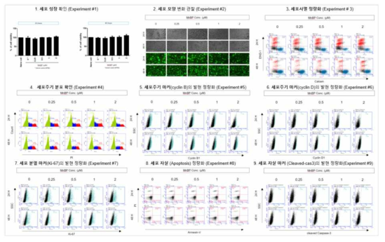 H1299 세포에서 MnBP 노출에 따른 세포독성 평가