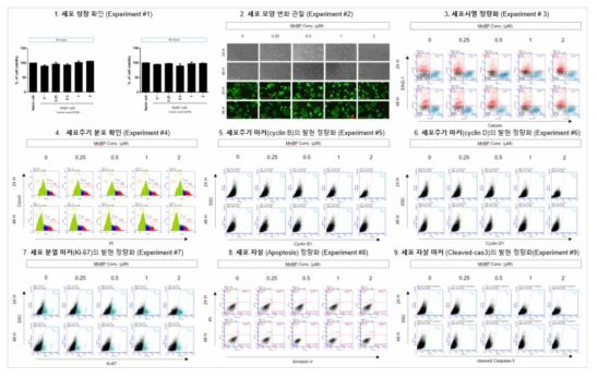 MCF-7 세포에서 MnBP 노출에 따른 세포독성 평가