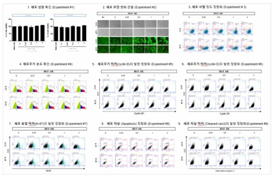 HepG2 세포에서 MBzP 노출에 따른 세포독성 평가