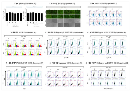 HepG2 세포에서 MCOP 노출에 따른 세포독성 평가
