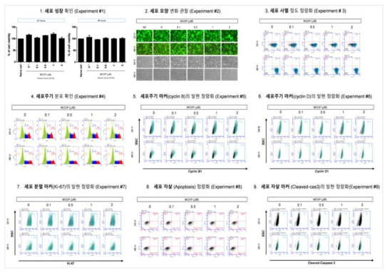 H1299 세포에서 MCOP 노출에 따른 세포독성 평가