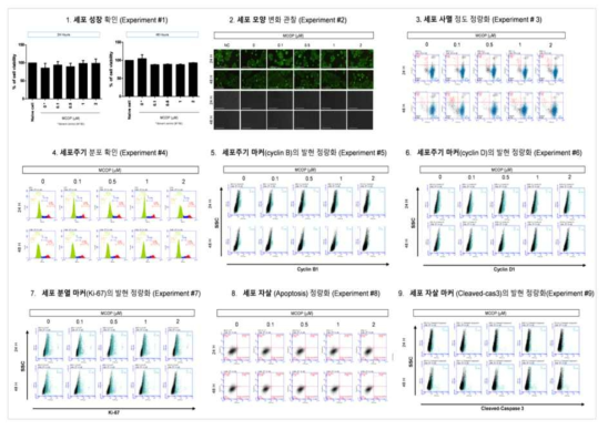 MCF-7 세포에서 MCOP 노출에 따른 세포독성 평가