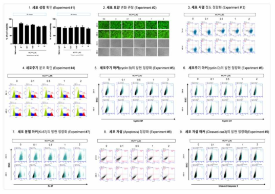 HepG2 세포에서 MCPP 노출에 따른 세포독성 평가