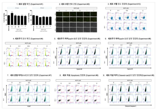 MCF-7 세포에서 MCPP 노출에 따른 세포독성 평가