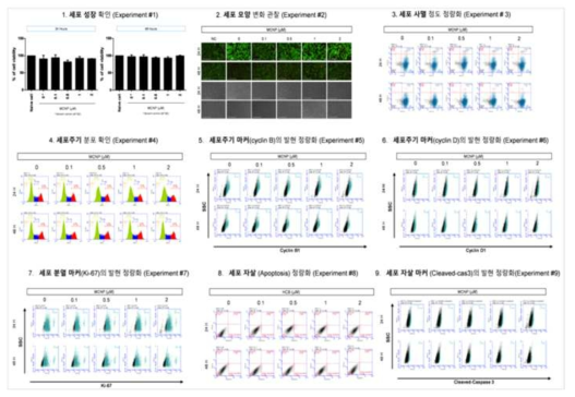 HepG2 세포에서 MCNP 노출에 따른 세포독성 평가