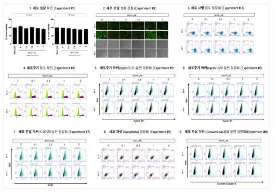 MCF-7 세포에서 MCNP 노출에 따른 세포독성 평가