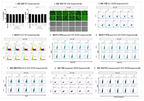 H1299 세포에서 벤조피렌 노출에 따른 세포독성 평가