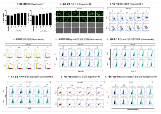 MCF-7 세포에서 벤조피렌 노출에 따른 세포독성 평가