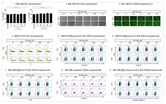 H1299 세포에서 벤조피렌 노출에 따른 세포독성 평가