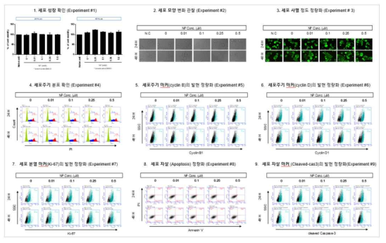 MCF-7 세포에서 벤조피렌 노출에 따른 세포독성 평가