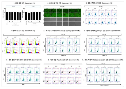 HepG2 세포에서 헥사클로로벤젠 노출에 따른 세포독성 평가