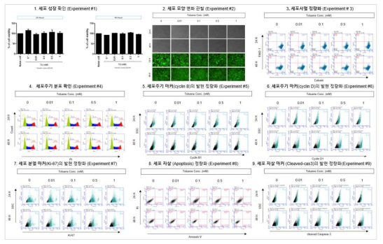 HepG2 세포에서 톨루엔 노출에 따른 세포독성 평가